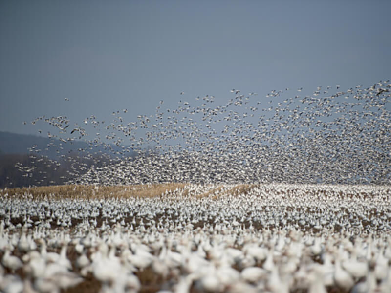 Flock of Seagulls