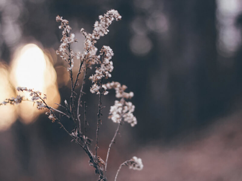 Small twig with flowers blooming