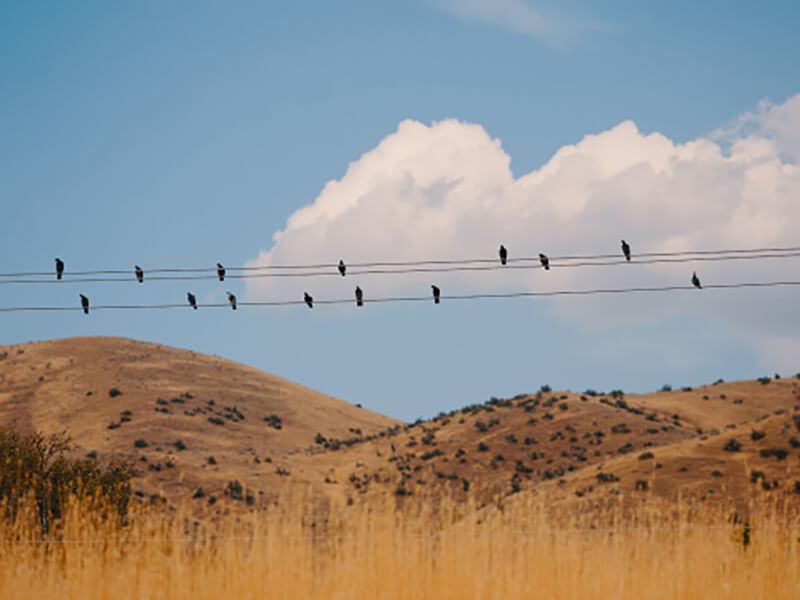 Birds sitting on top of power lines